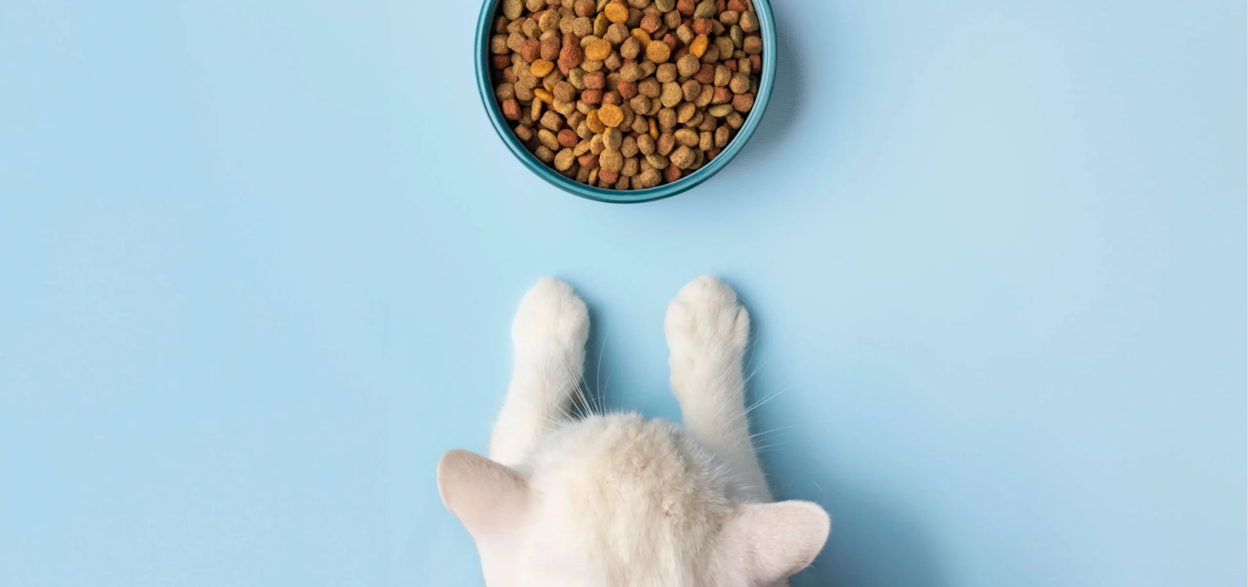 Photo looking down onto a white cat looking longingly at a bowl of kibble.