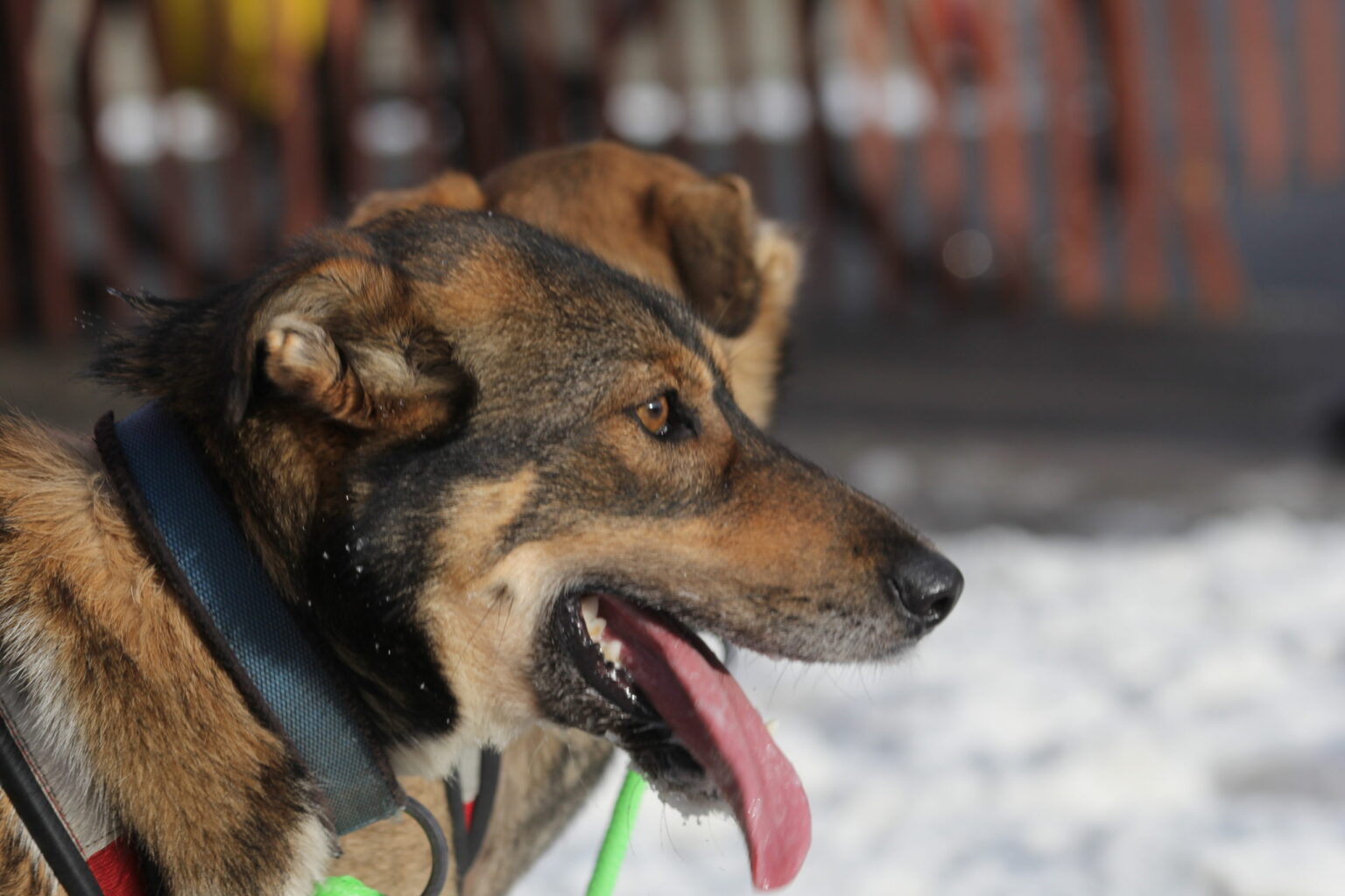 iditarod-sled-dog-nutrition-q-a-with-an-iditarod-veterinarian-pet-food-institute