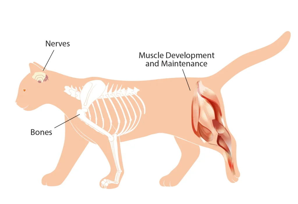 Diagram of a cat showing the benefits of phosphorus on nerves, muscle development & maintenance, and bones.