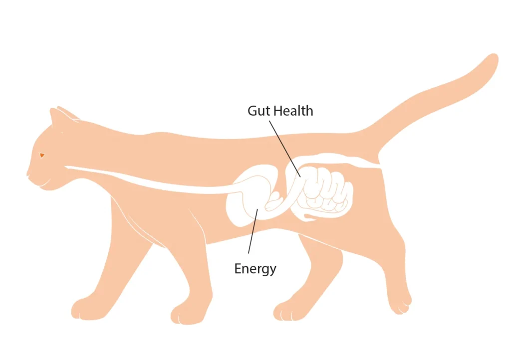 Diagram of a cat showing the benefits of carbohydrates on gut health and energy.
