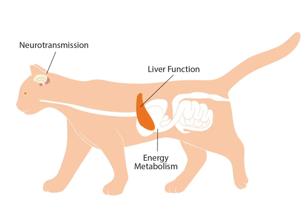 Diagram of a cat showing the benefits of choline on neurotransmission, liver function, and energy metabolism.