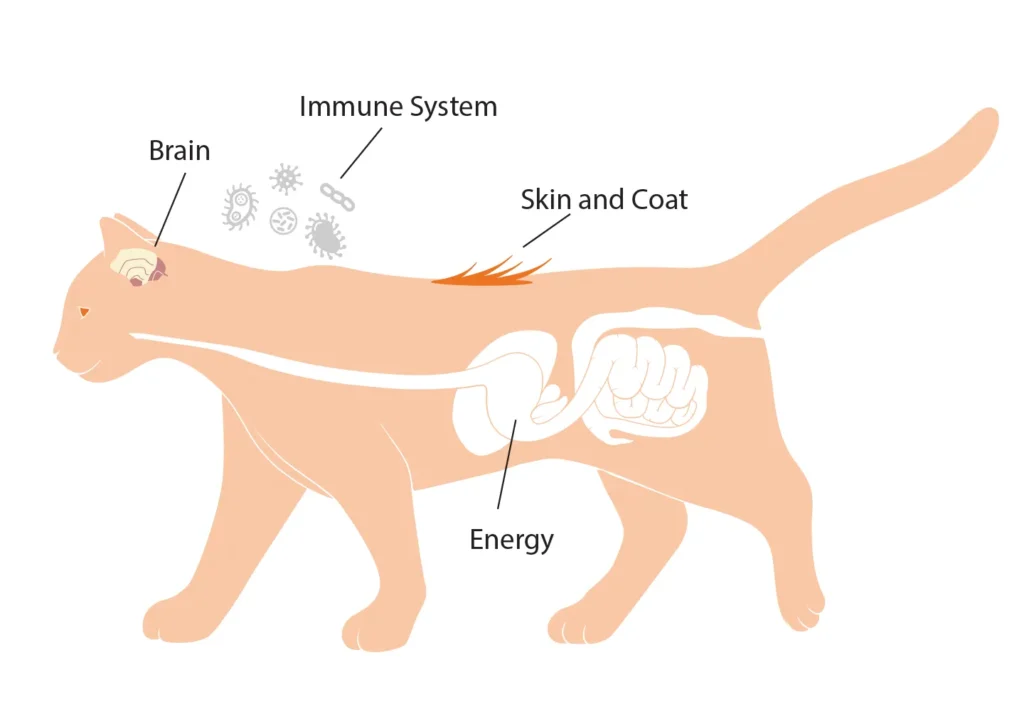 Diagram of a cat showing the benefits of fats on the brain, immune system, skin & coat, and energy.