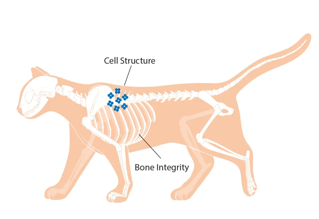 Diagram of a cat showing the benefits of magnesium on cell structure and bone integrity.