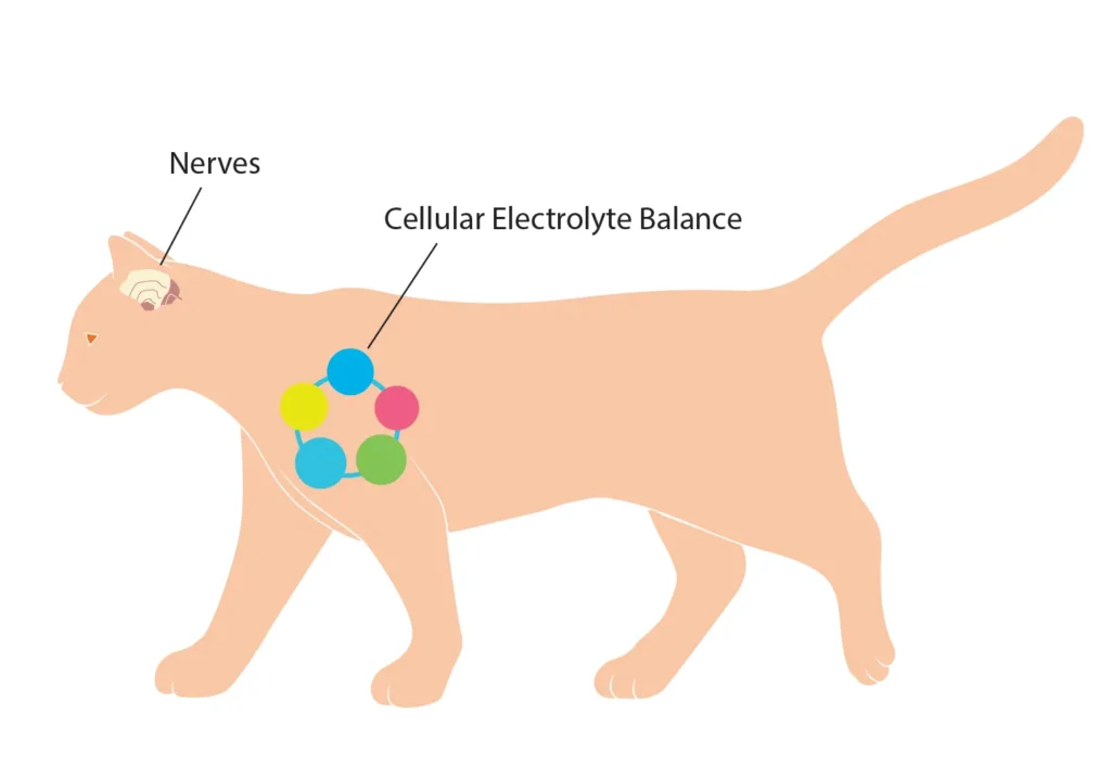 Diagram of a cat showing the benefits of potassium on nerves and cellular electrolyte balance.