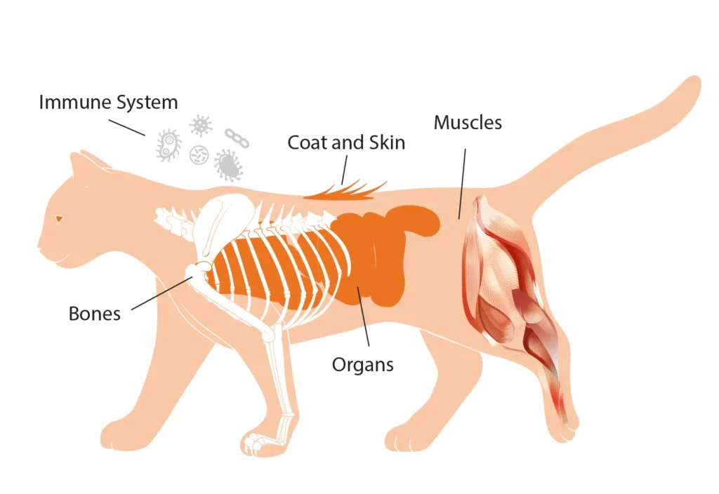 Diagram of a cat showing the benefits of protein & amino acids on the immune system, coat & skin, muscles, bones, and organs.