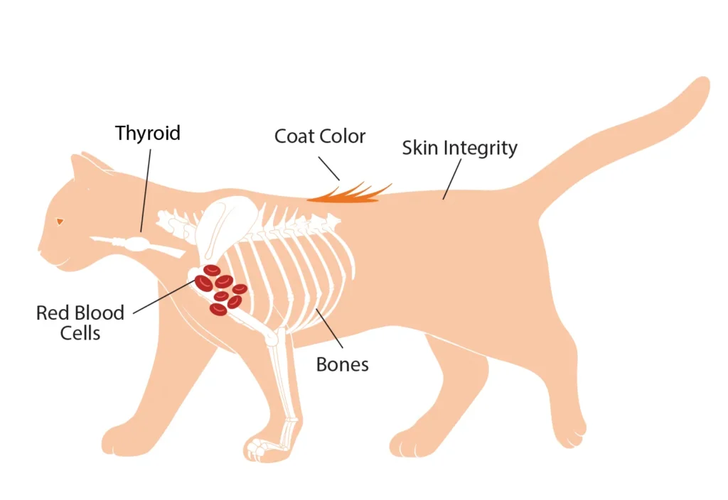 Diagram of a cat showing the benefits of trace minerals on the thyroid, coat color, skin integrity, red blood cells, and bones.