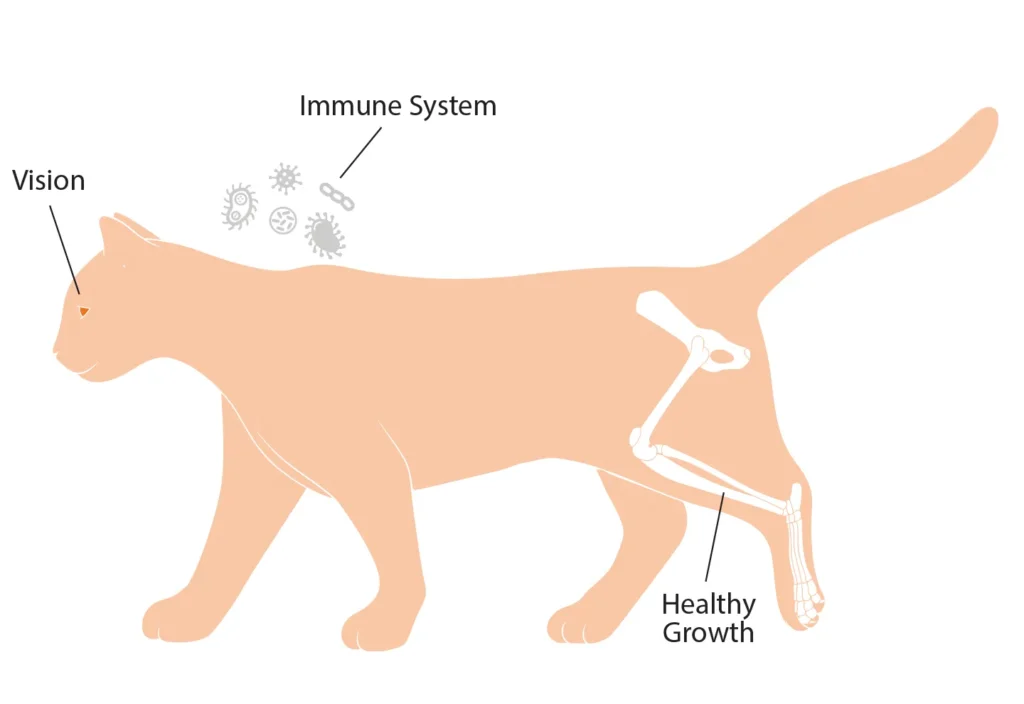 Diagram of a cat showing the benefits of vitamin A on the immune system, vision, and healthy growth.