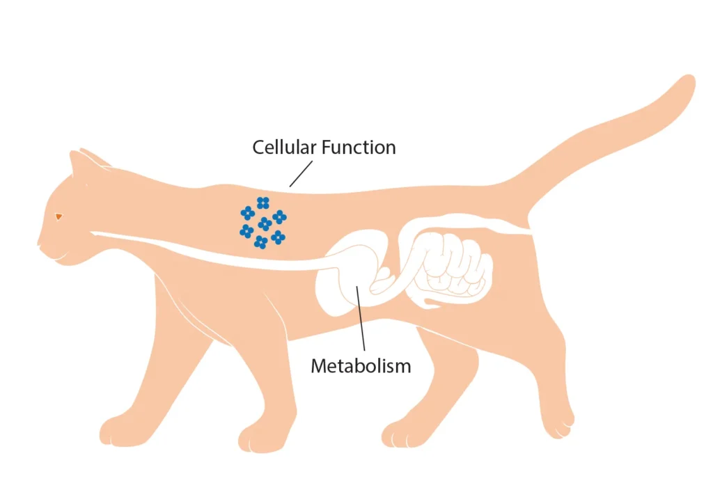 Diagram of a cat showing the benefits of vitamin B on cellular function and metabolism.