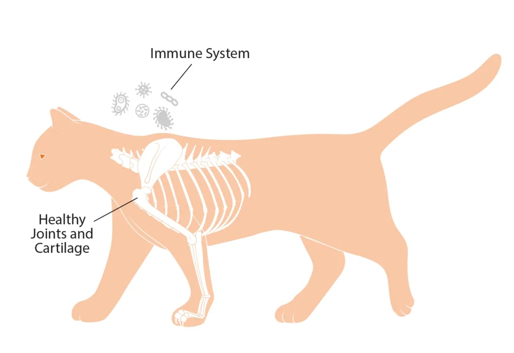 Diagram of a cat showing the benefits of vitamin C on the immune system and health joints & cartilage.