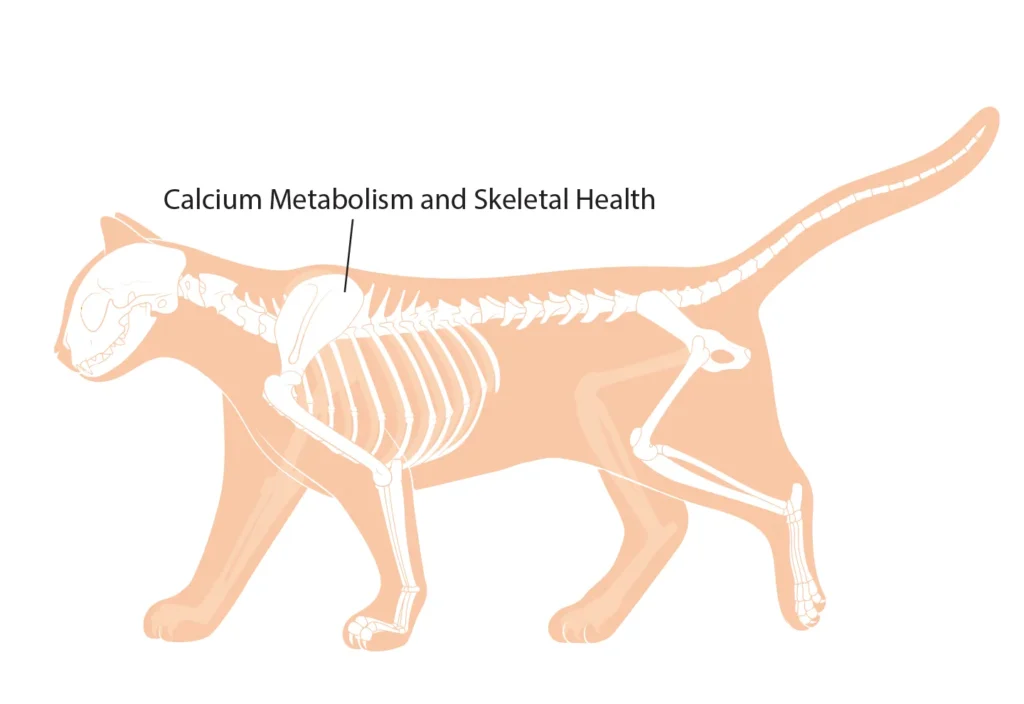 Diagram of a cat showing the benefits of vitamin D on calcium metabolism and skeletal health.