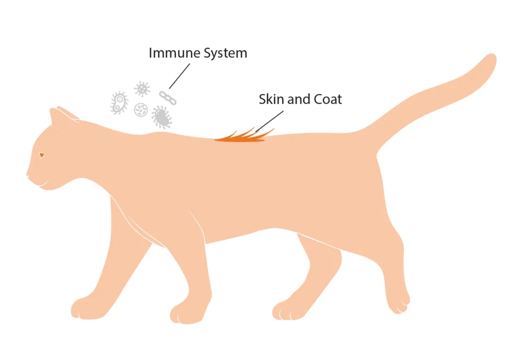Diagram of a cat showing the benefits of vitamin E on the immune system and skin & coat.