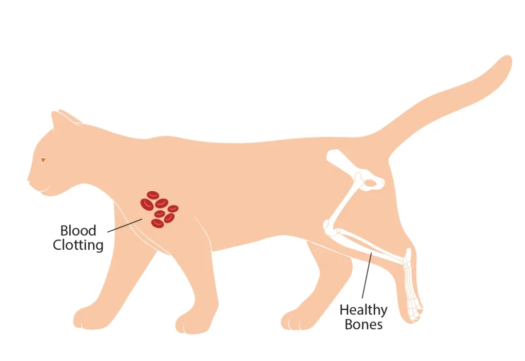 Diagram of a cat showing the benefits of vitamin K on blood clotting and healthy bones.