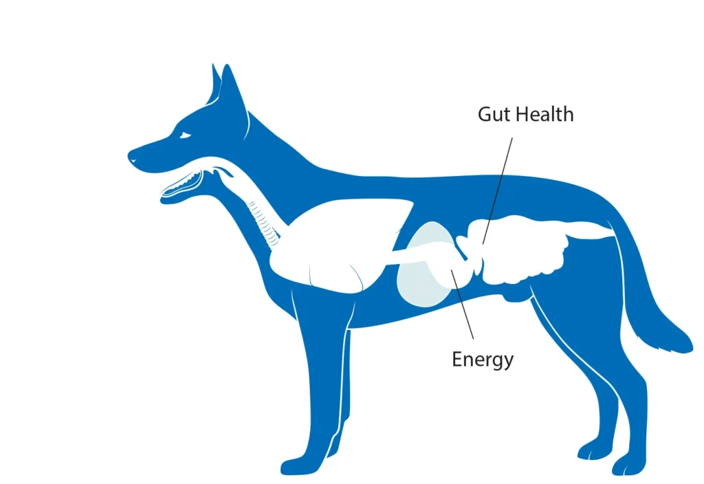 Diagram of a dog showing the benefits that carbohydrates have on gut health and energy.