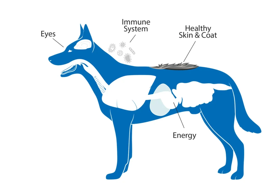 Diagram of a dog showing the benefits that fats have on the eyes, immune system, healthy skin & coat, and energy.