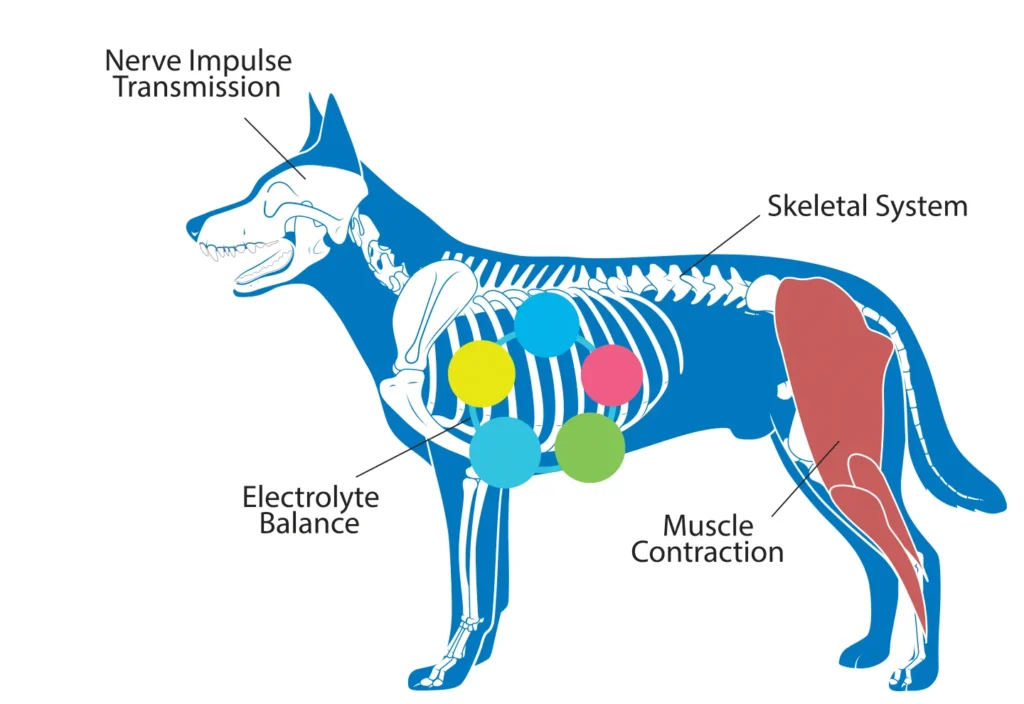 Diagram of a dog showing the benefits that phosphorus has on nerve impulse transmission, the skeletal system, electrolyte balance, and muscle contraction.