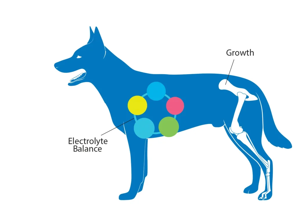 Diagram of a dog showing the benefits that chloride has on growth and electrolyte balance.