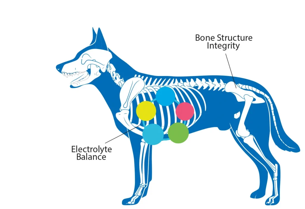 Diagram of a dog showing the benefits that magnesium has on bone structure integrity and electrolyte balance.