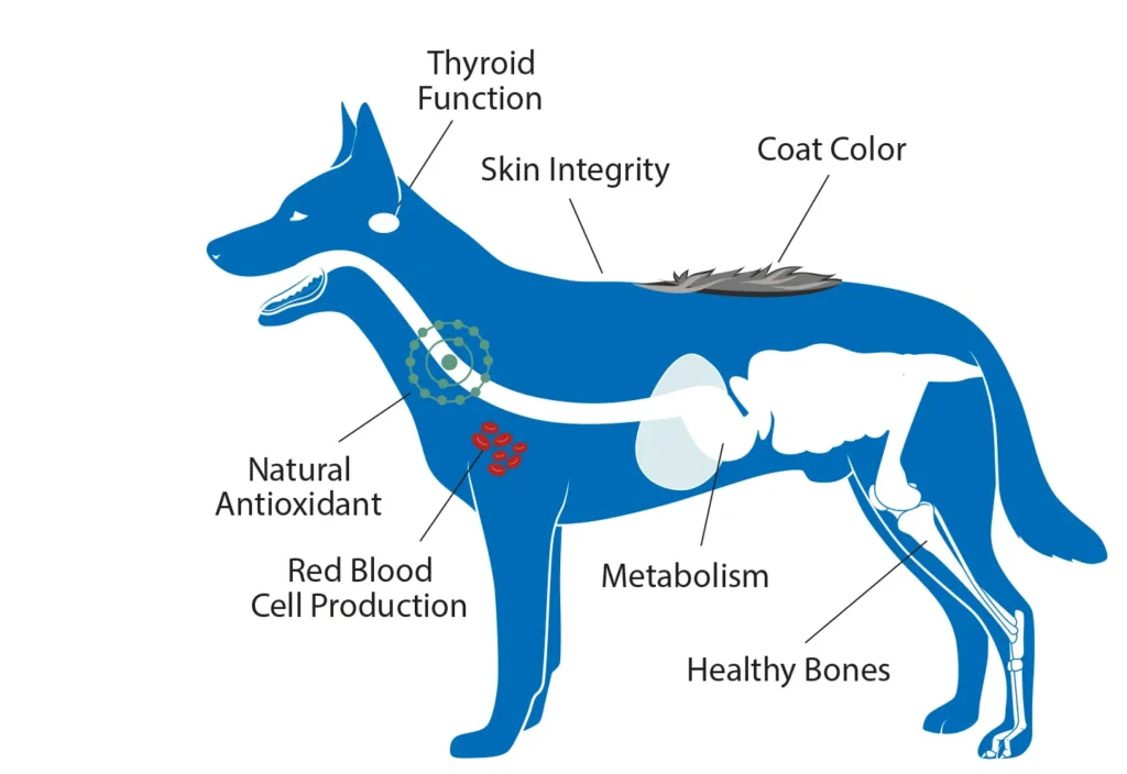 Diagram of a dog showing the benefits minerals have on thyroid function, skin integrity, coat color, natural antioxidants, red blood cell production, metabolism, and healthy bones.