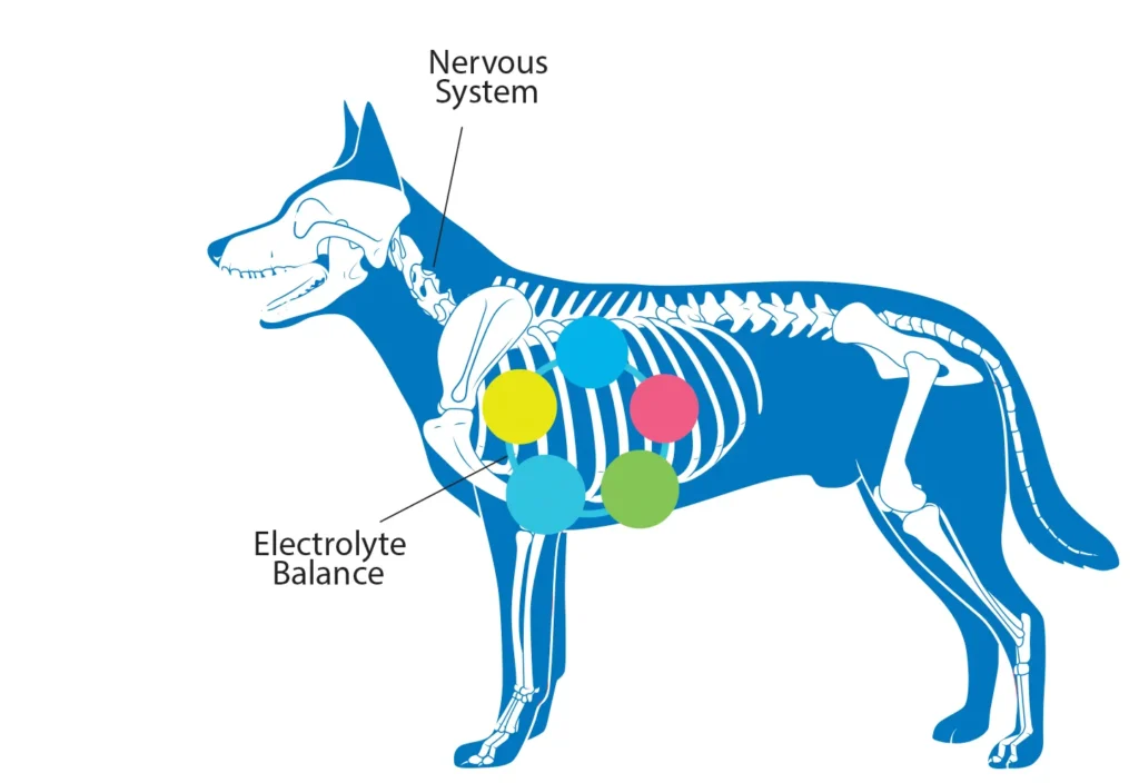 Diagram of a dog showing the benefits that potassium has on the nervous system and electrolyte balance