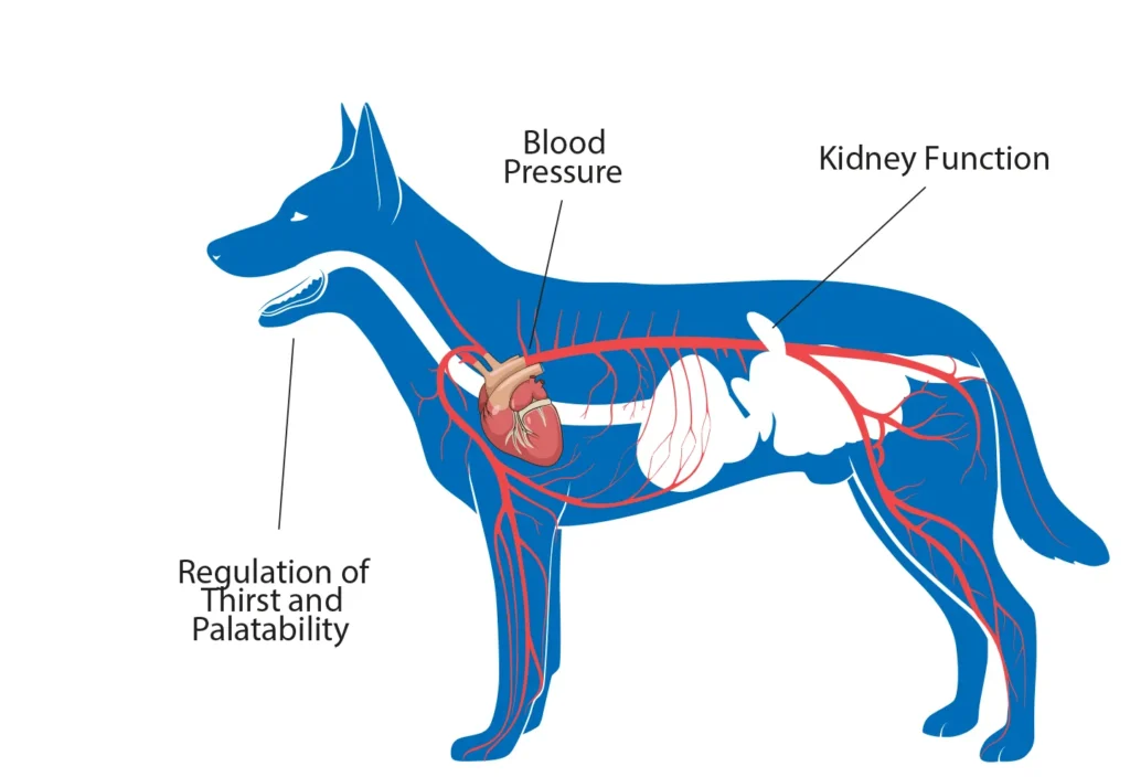 Diagram of a dog showing the benefits that sodium has on blood pressure, kidney function and regulation of thirst and palatability