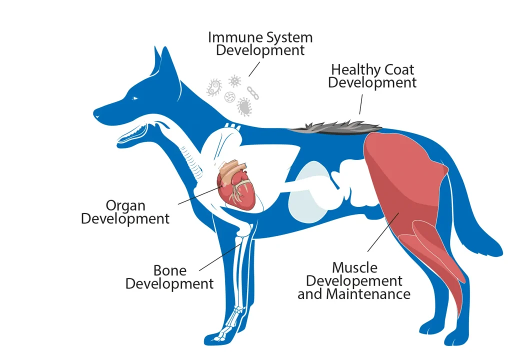 Diagram of a dog showing the benefits that amino acids have on immune system, healthy coat, organ, bone and muscle development