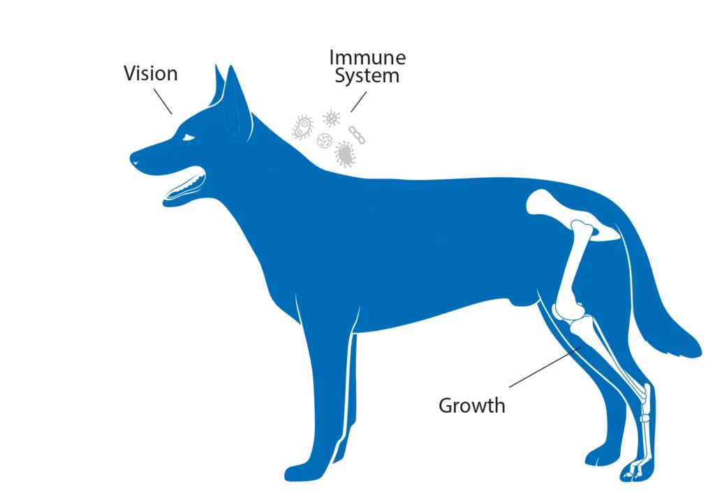 Diagram of a dog showing the benefits that vitamin A has on vision, the immune system, and growth.