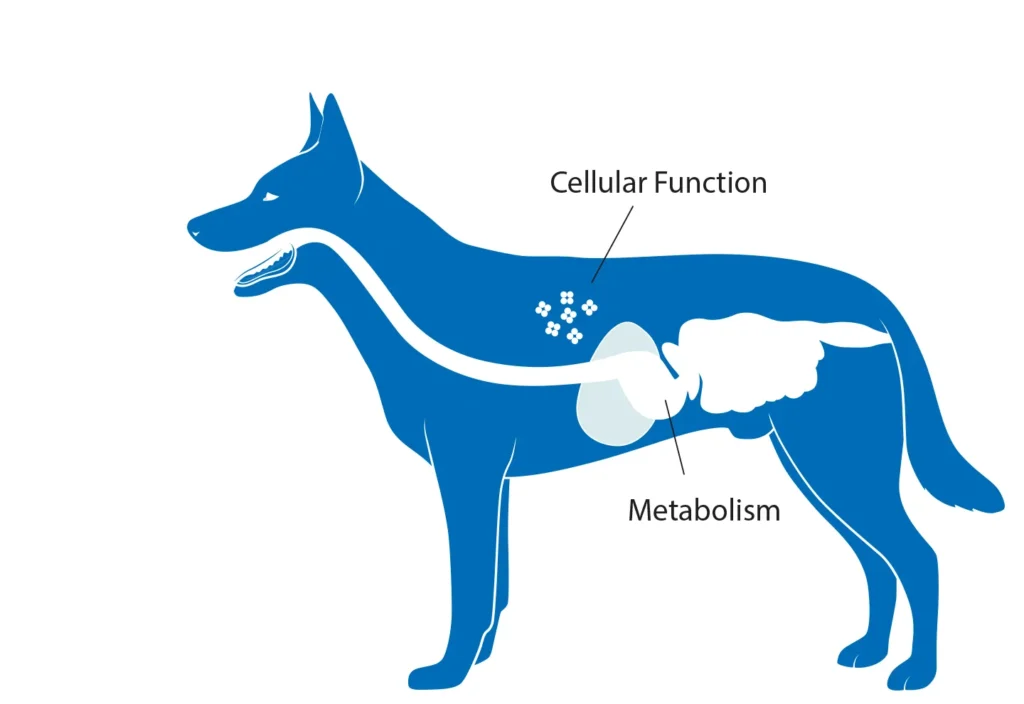 Diagram of a dog showing the benefits that vitamin B has on cellular function and metabolism