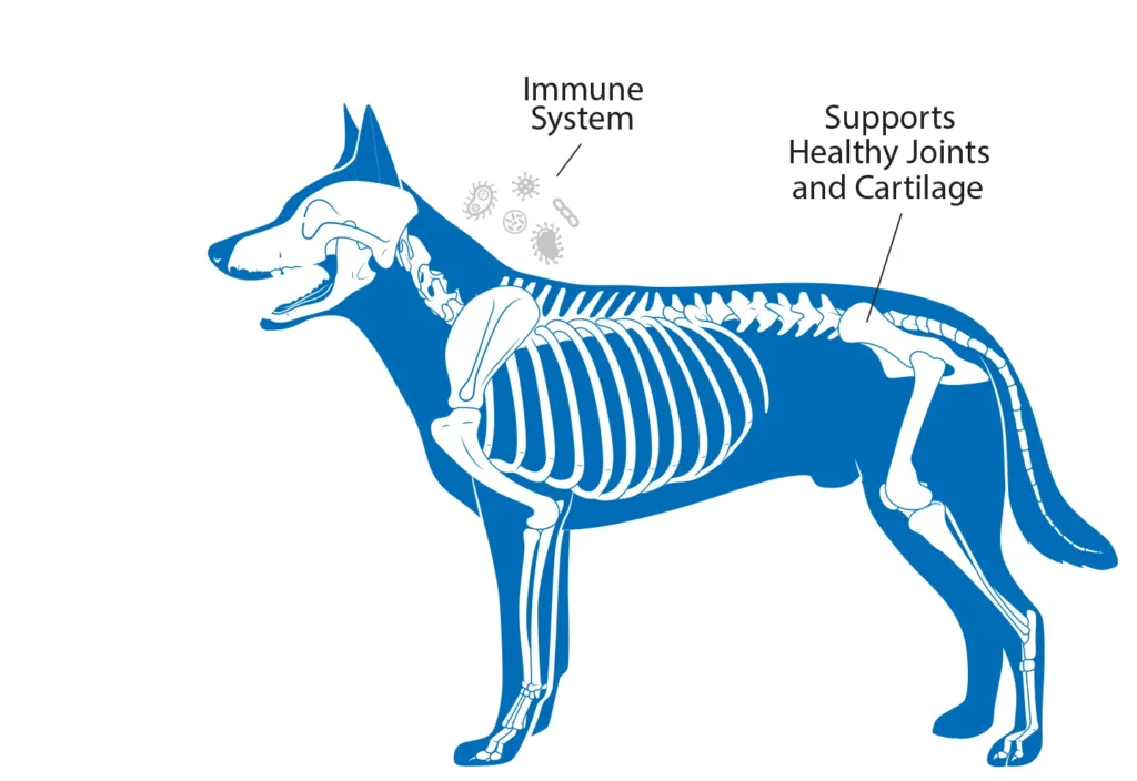 Diagram of a dog highlighting the benefits that vitamin C has on the immune system and healthy joints and cartilage