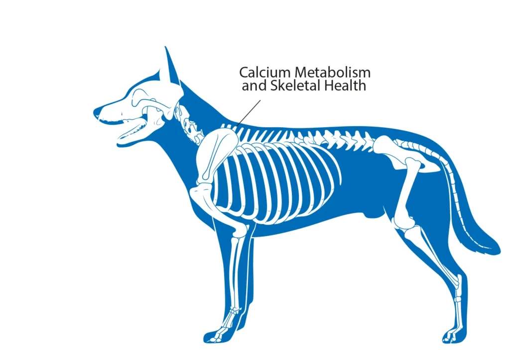 Diagram of a dog highlighting calcium metabolism and skeletal health