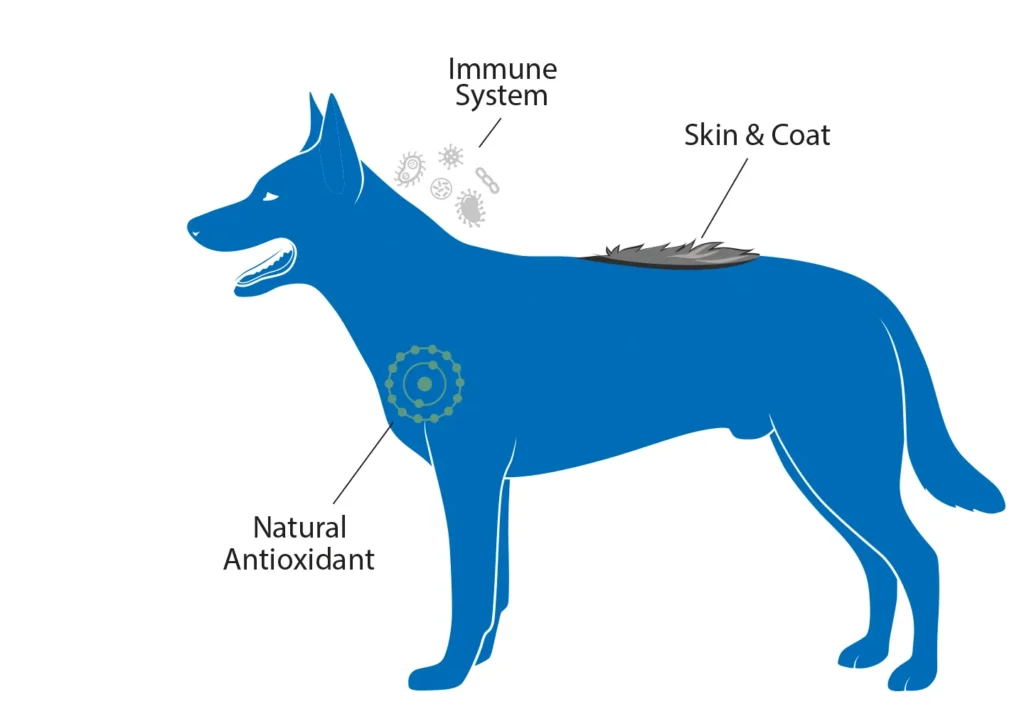 Diagram of a dog highlighting the immune system, skin & coat, and natural antioxidants