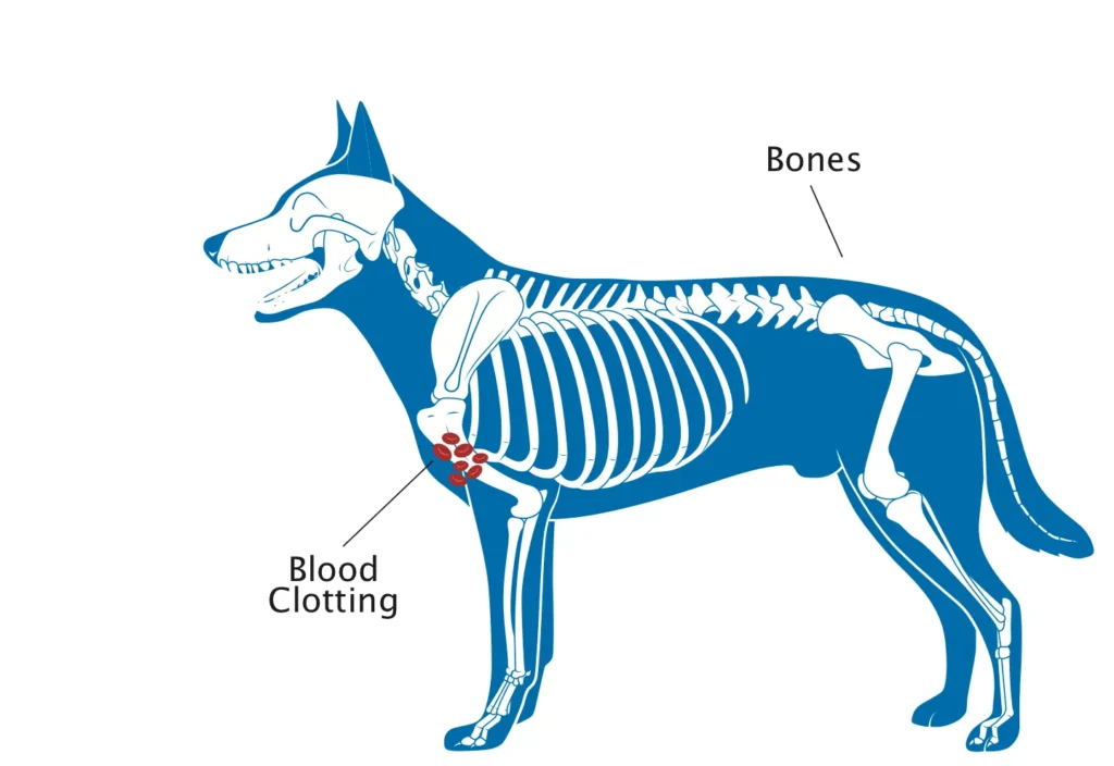 Diagram of a dog highlighting bones and blood clotting